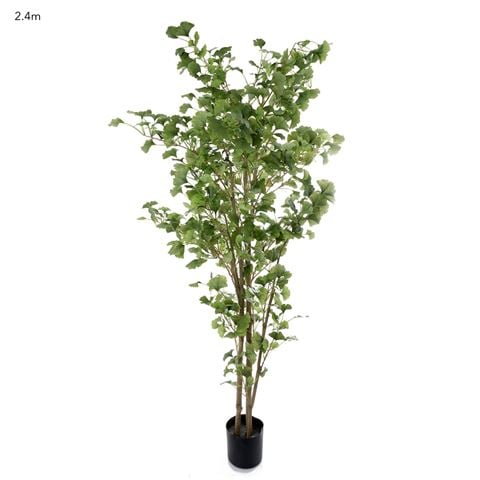 Florabelle Ginko Tree Potted 2.4m - Peter's of Kensington