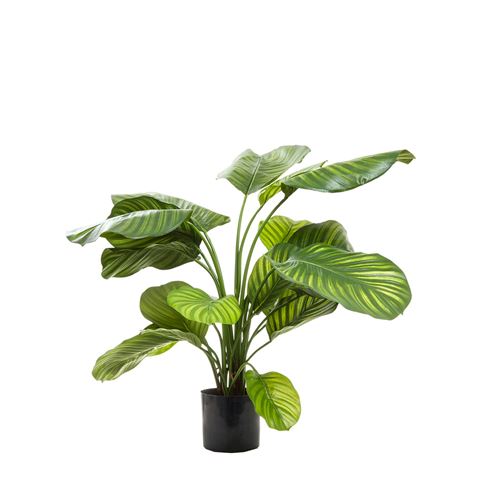 Florabelle - Calathea Fasciata Green Tree 65cm