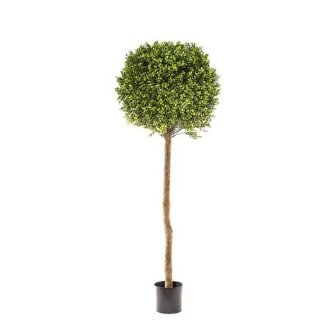 Florabelle Boxwood Ball Tree 150cm - Peter's of Kensington