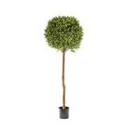 Florabelle - Boxwood Ball Tree 150cm