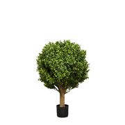 Florabelle - Boxwood Ball Tree 65cm