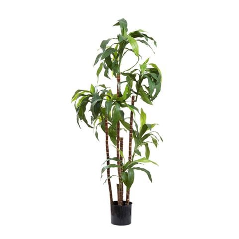 Florabelle Dracaena Fragrans Tree 150cm - Peter's of Kensington