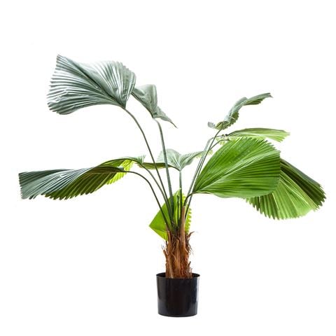 Florabelle - Fan Palm 122cm