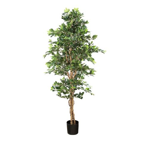 Florabelle - Ficus Retusa Bush Tree 180cm