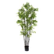 Florabelle - Japanese Bamboo Tree 1.9m