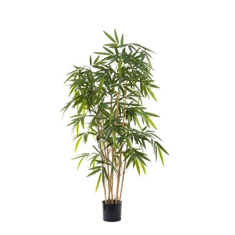 Florabelle New Bamboo Tree 160cm - Peter's of Kensington
