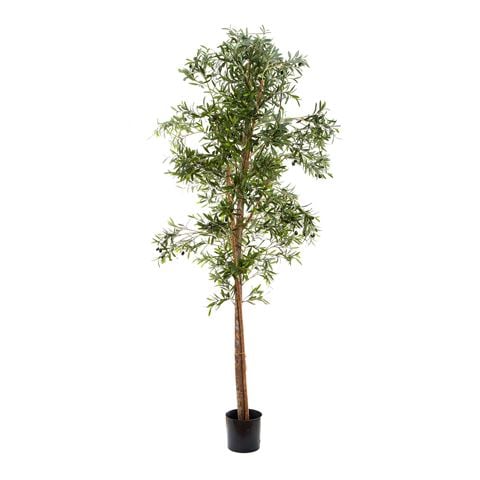 Florabelle Olive Tree 200cm - Peter's of Kensington