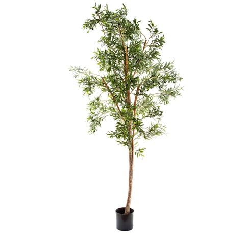 Florabelle Olive Tree 240cm - Peter's of Kensington