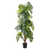 Florabelle - Split-Leaf Philodendron Tree 180cm