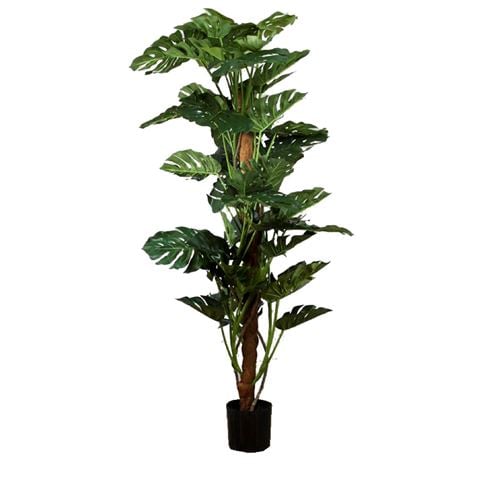 Florabelle Split-Leaf Philodendron 190cm - Peter's of Kensington