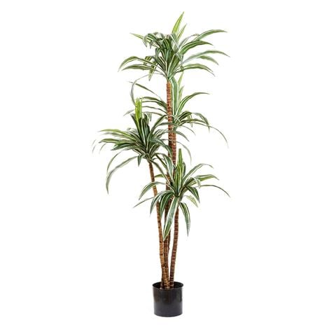 Florabelle - Variegated Dracaena 1.6m