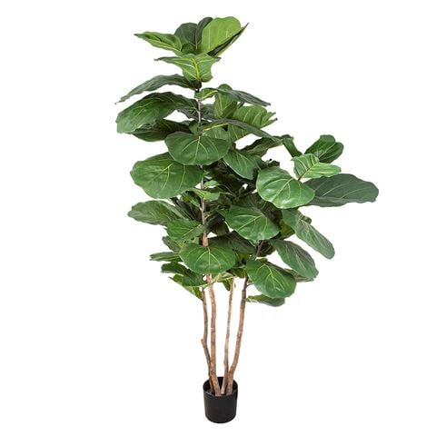 Florabelle - Fiddle Leaf Tree 190cm