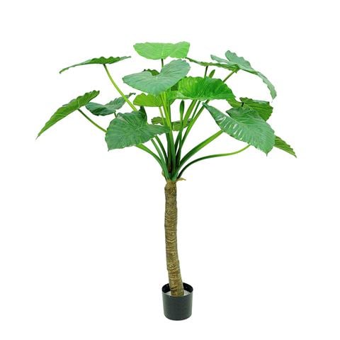 Florabelle - Alocasia Calidora Tree 135cm