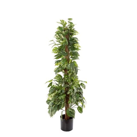 Florabelle Pothos in Pot 120cm - Peter's of Kensington
