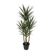 Florabelle - Yucca 5 Branch in Black Pot 60cm