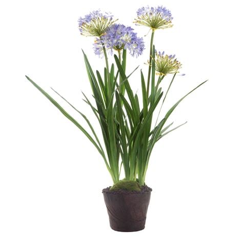 Florabelle Agapanthus in Paper Pot Lavender - Peter's of Kensington