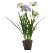 Florabelle - Agapanthus in Paper Pot Lavender