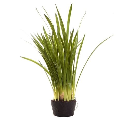 Florabelle - Cymbidium Leaves in Soil Pot Green 100cm