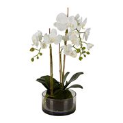Florabelle - Orchid in Round Glass Vase White 60cm