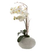 Florabelle - Phalaenopsis in White Shell Vase White 70cm