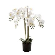 Florabelle - Orchid in Paper Pot Medium White 90cm