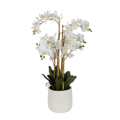 Florabelle - Orchid In Ceramic Pot Real Touch White 71cm