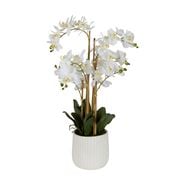 Florabelle - Orchid In Ceramic Pot Real Touch White 71cm