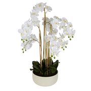 Florabelle - Orchid Potted Real Touch White 100cm