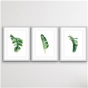 I Heart Wall Art - Green Banana Palm 3pc White Frame 75x100