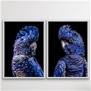 I Heart Wall Art - Black Cockatoo Pair 2pc Wht Frame 100x140