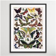 I Heart Wall Art - Vintage French Butterfly Poster 100x140cm