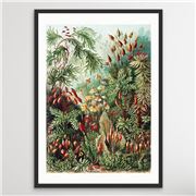 I Heart Wall Art - Vintage Mushroom Funghi Poster 100x140cm