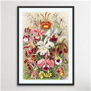 I Heart Wall Art - Vintage Orchid Poster 100x140cm