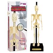 Funtime - Anatomical Skeleton 30cm
