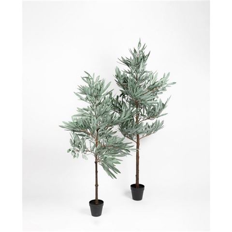 Papaya - Olive Tree Large 152cm