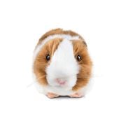Living Nature - Brown Guinea Pig with Sound 19cm