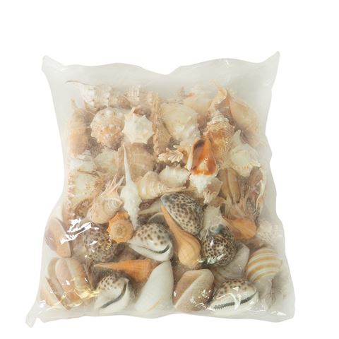 Clam Shells