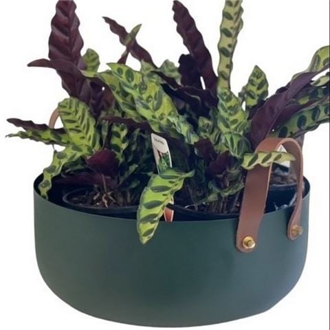 Flair Decor - Powder Coated Bowl w/Leather Handles Forest 15x38cm