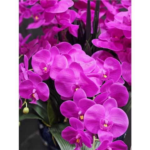 Cote Noire Luxury Giant Fuchsia Orchid Arrangement w/Blue Ceramic Vase - Peter's of Kensington