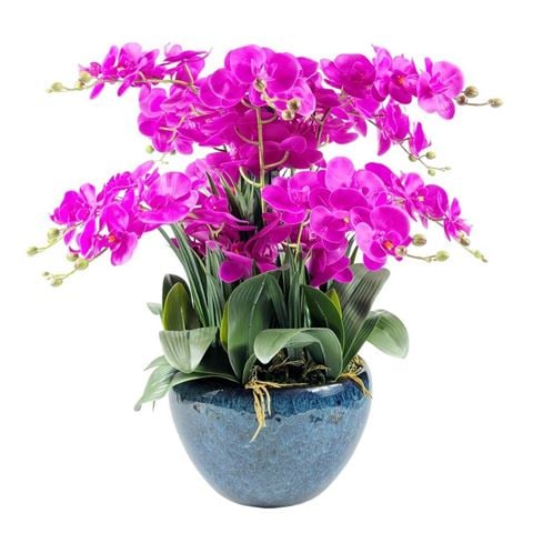 Cote Noire Luxury Giant Fuchsia Orchid Arrangement w/Blue Ceramic Vase - Peter's of Kensington