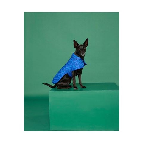 Blunt - Dog Jacket Puddle Blue B Monogram Medium