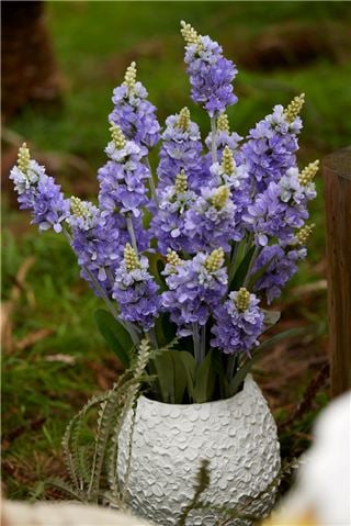 Easter - Potted Grape Hyacinth Arrangement 69.5cm