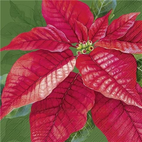 IHR - Elegant Poinsettia Lunch Napkin Set Green 33x33cm 20pce