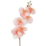 Florabelle - Orchid Single Stem Coral 80cm