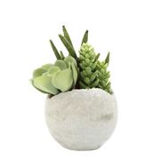 Florabelle - Succulent Mixed In Pot 17cm