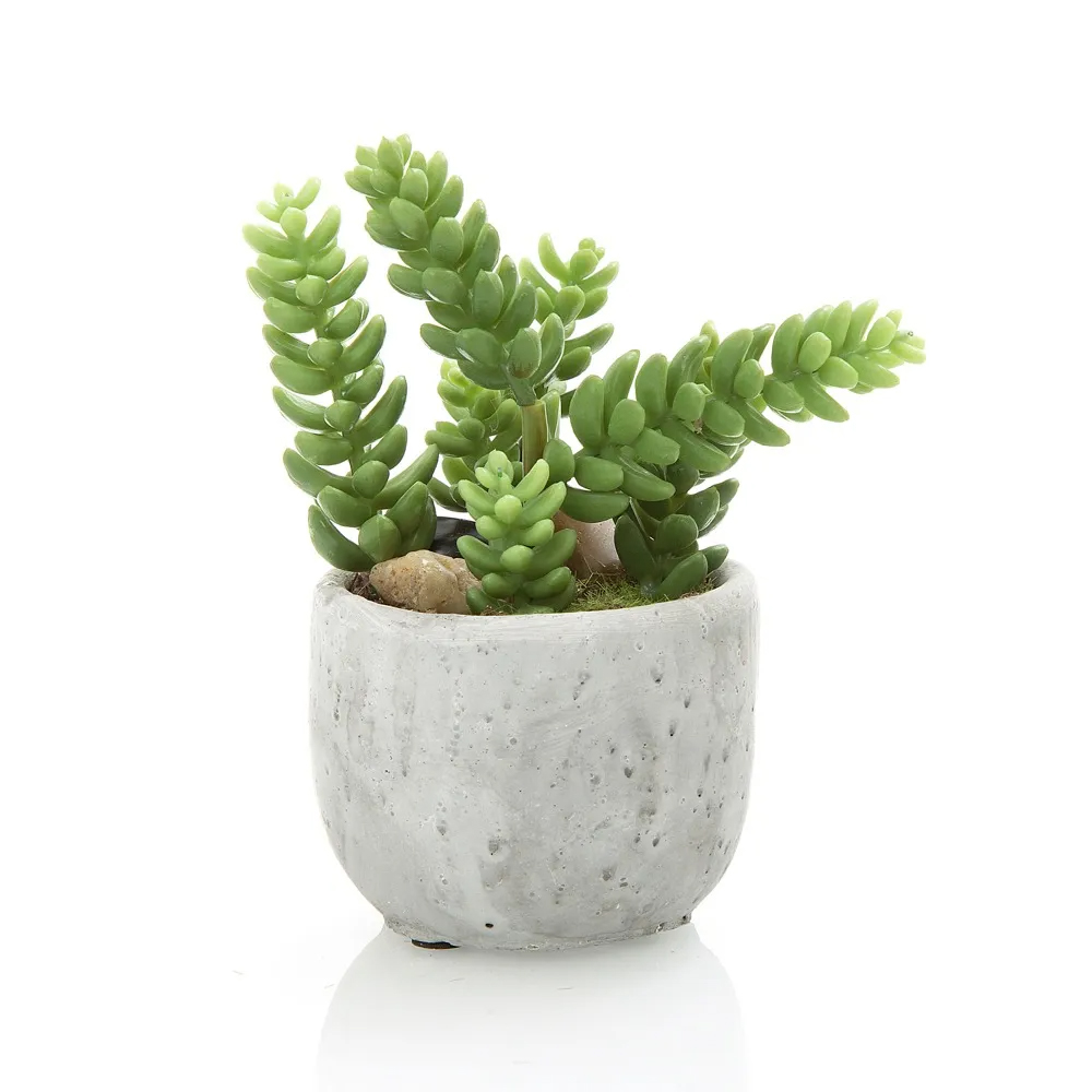 Florabelle - Succulent In Pot 13cm | Peter's of Kensington