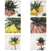 Napking - Fritillaria Linen Napkin Set 6pce