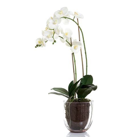 Florabelle - Double Stemmed White Orchid In Glass Vase | Peter's of ...