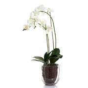 Florabelle - Double Stemmed White Orchid In Glass Vase