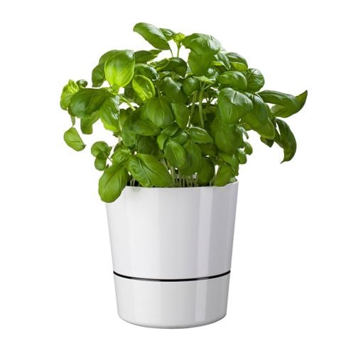 Mepal Hydro Herb Pot 13cm - Peter's of Kensington